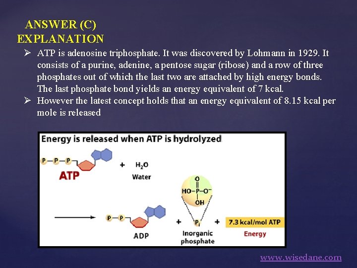 ANSWER (C) EXPLANATION Ø ATP is adenosine triphosphate. It was discovered by Lohmann in