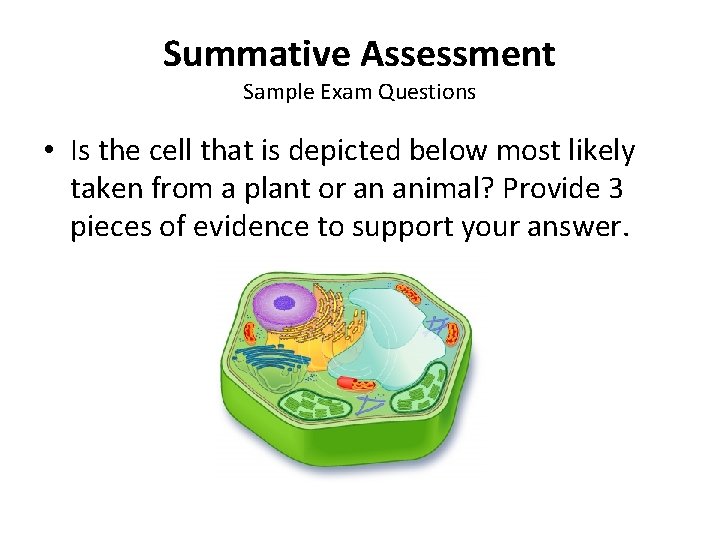 Summative Assessment Sample Exam Questions • Is the cell that is depicted below most