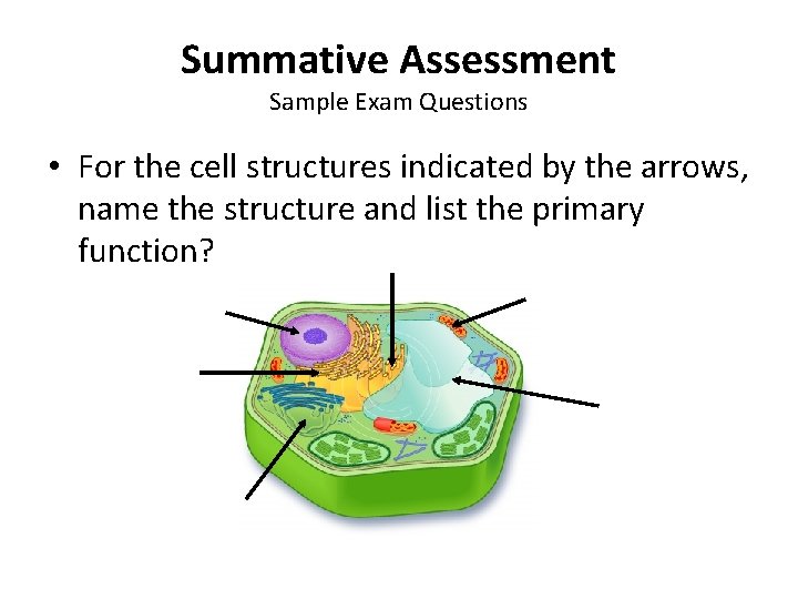 Summative Assessment Sample Exam Questions • For the cell structures indicated by the arrows,