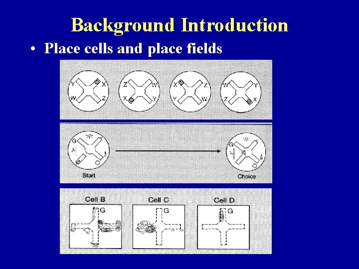 Background Introduction • Place cells and place fields 