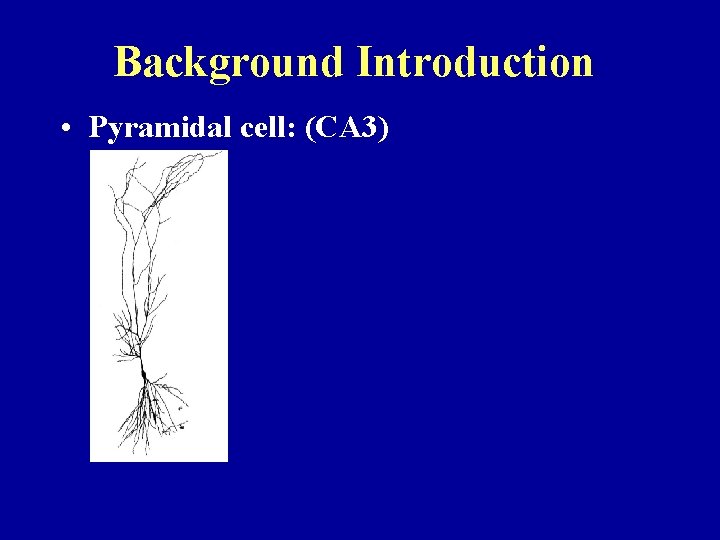 Background Introduction • Pyramidal cell: (CA 3) 