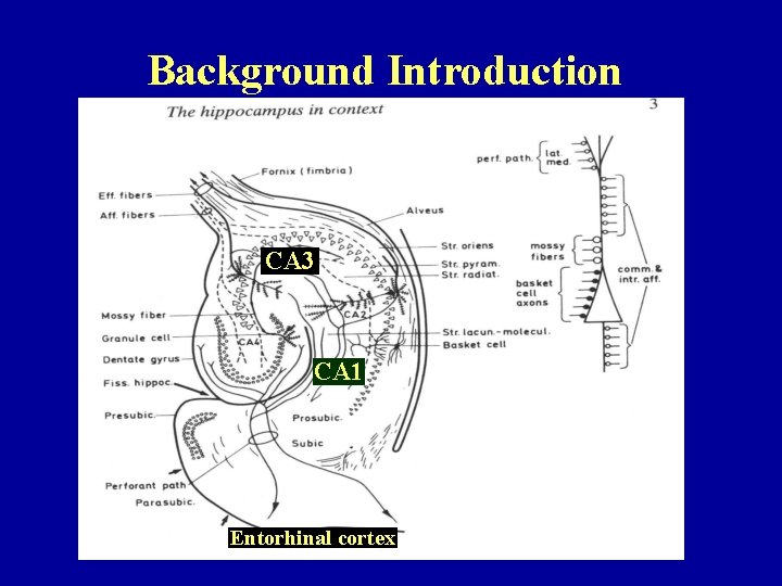 Background Introduction CA 3 CA 1 Entorhinal cortex 