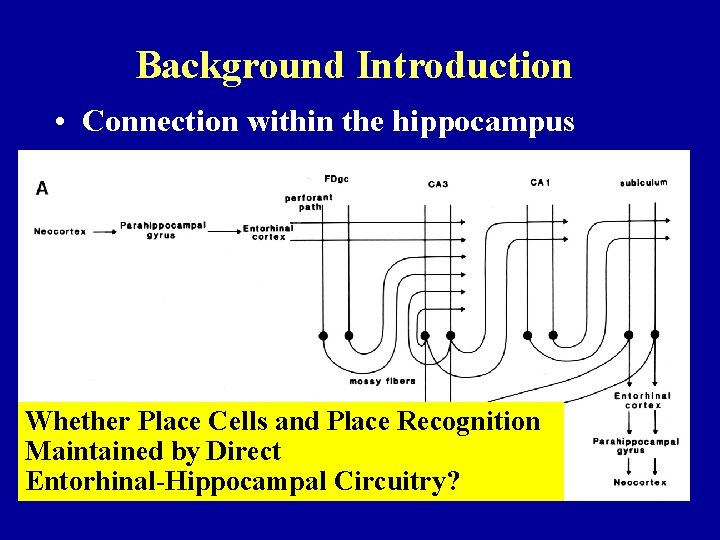 Background Introduction • Connection within the hippocampus Whether Place Cells and Place Recognition Maintained