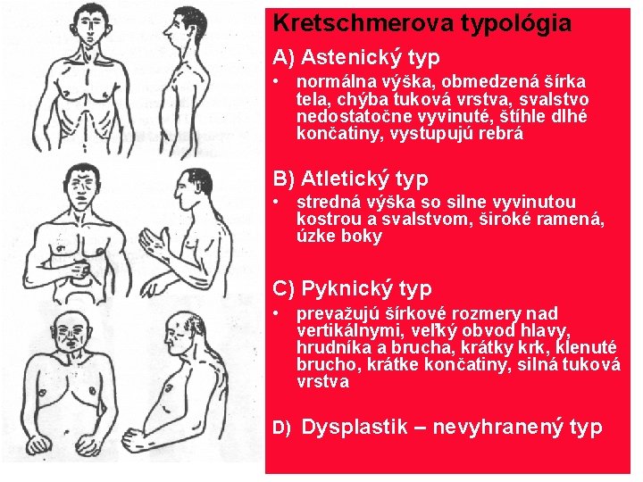 Kretschmerova typológia A) Astenický typ • normálna výška, obmedzená šírka tela, chýba tuková vrstva,