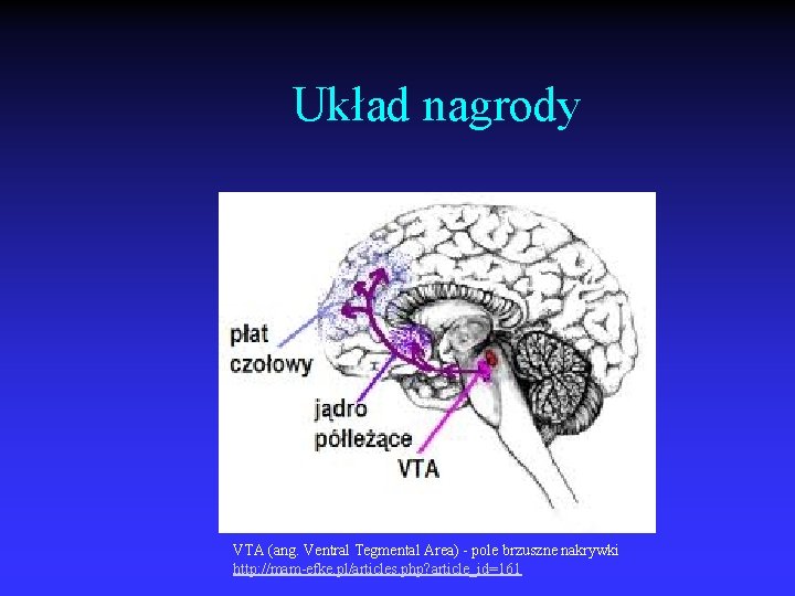 Układ nagrody VTA (ang. Ventral Tegmental Area) - pole brzuszne nakrywki http: //mam-efke. pl/articles.