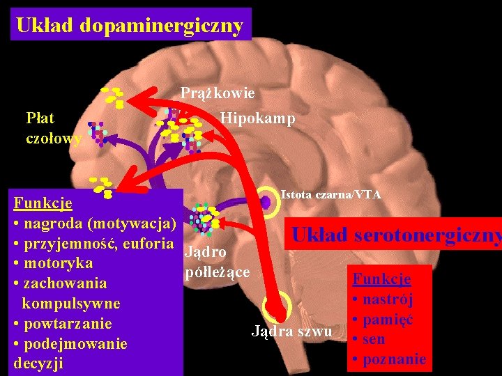 Układ dopaminergiczny Prążkowie Płat czołowy Hipokamp Istota czarna/VTA Funkcje • nagroda (motywacja) Układ serotonergiczny