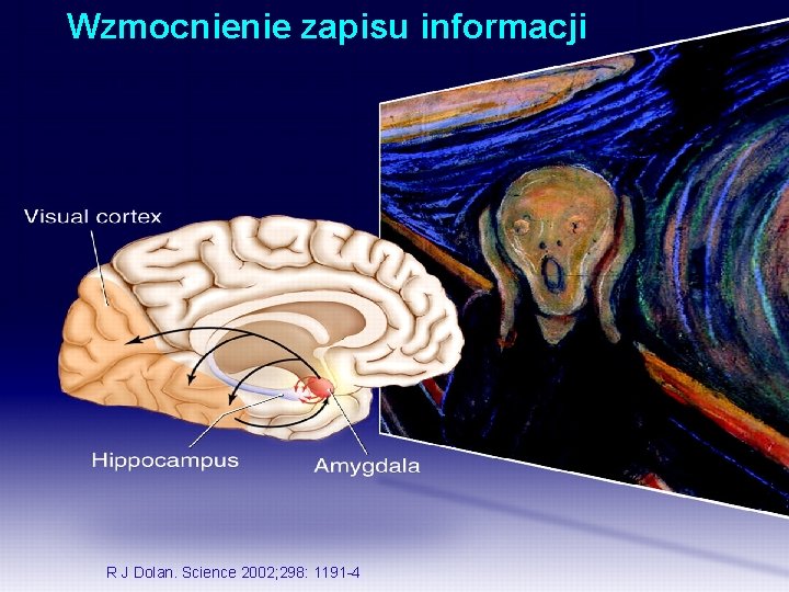 Wzmocnienie zapisu informacji R J Dolan. Science 2002; 298: 1191 -4 