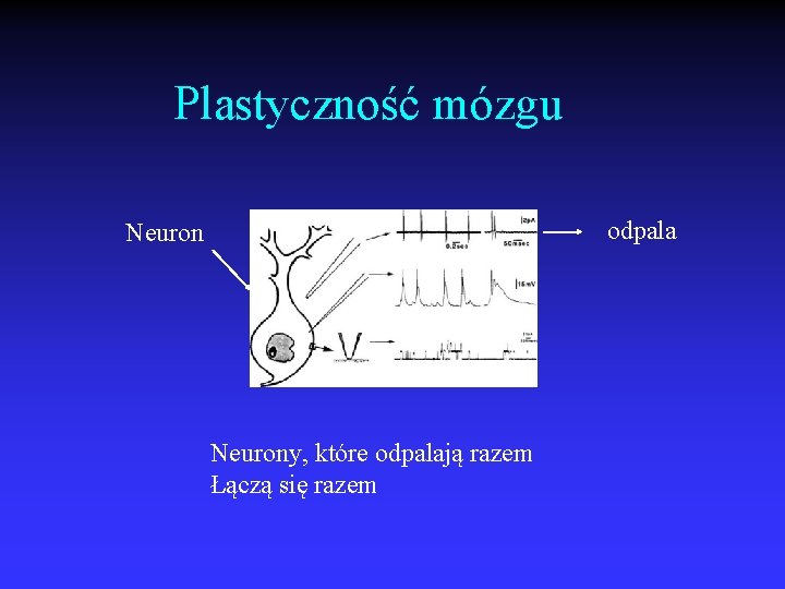 Plastyczność mózgu odpala Neurony, które odpalają razem Łączą się razem 