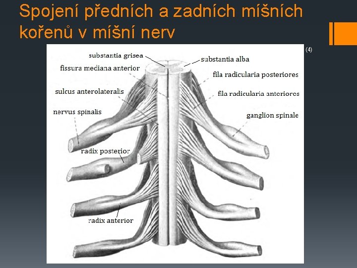 Spojení předních a zadních míšních kořenů v míšní nerv (4) 