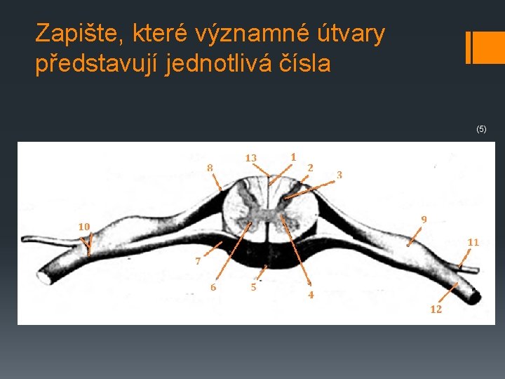 Zapište, které významné útvary představují jednotlivá čísla (5) 