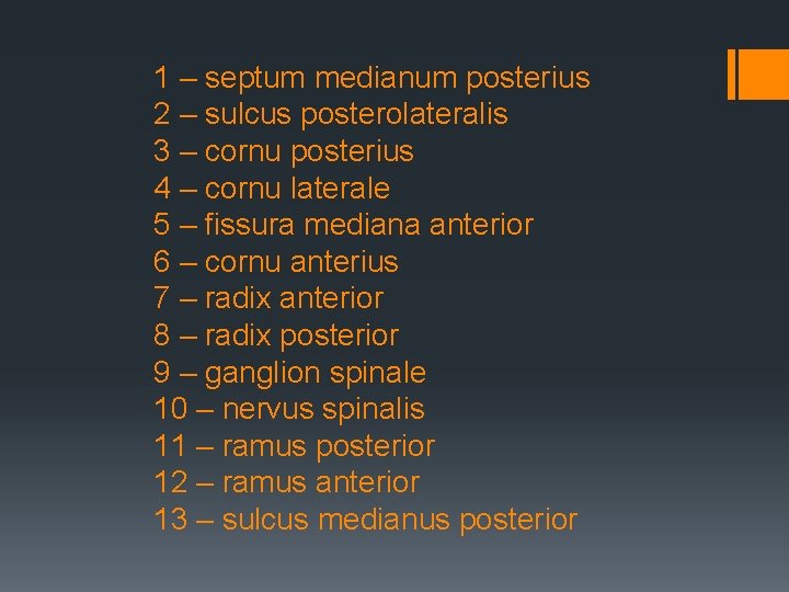 1 – septum medianum posterius 2 – sulcus posterolateralis 3 – cornu posterius 4