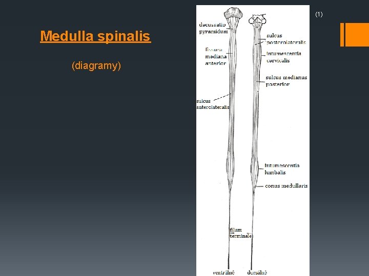 (1) Medulla spinalis (diagramy) 