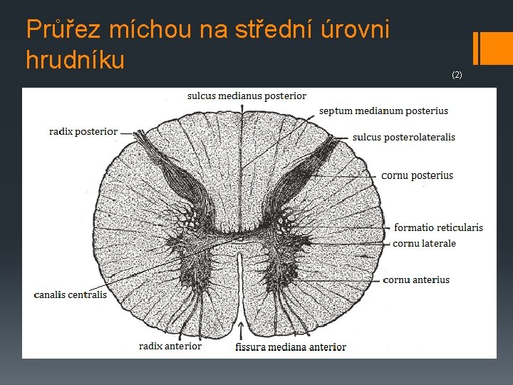 Průřez míchou na střední úrovni hrudníku (2) 