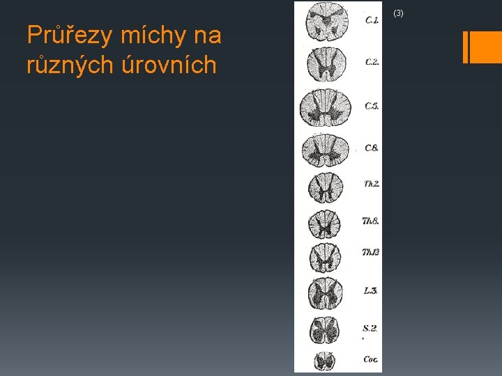 (3) Průřezy míchy na různých úrovních 