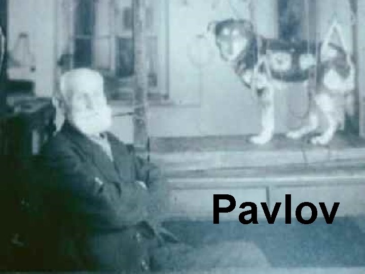 Pavlov 