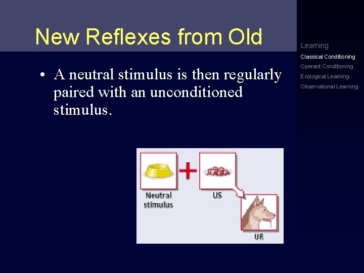 New Reflexes from Old Learning Classical Conditioning • A neutral stimulus is then regularly New Reflexes from Old Learning Classical Conditioning • A neutral stimulus is then regularly