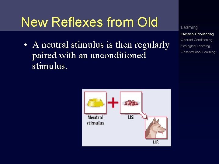 New Reflexes from Old Learning Classical Conditioning • A neutral stimulus is then regularly