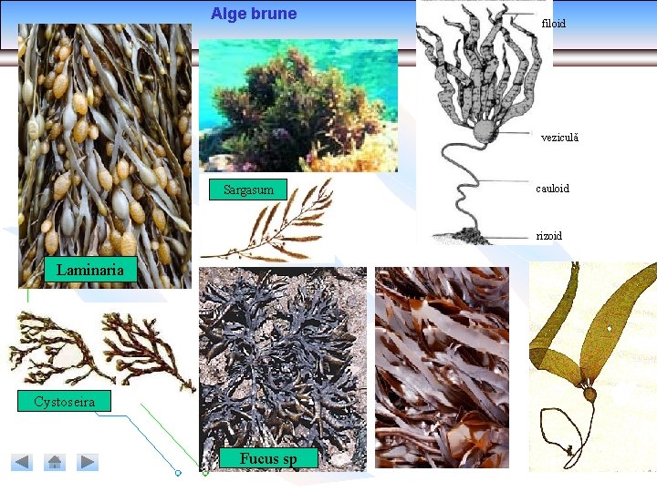 Alge brune filoid veziculă Sargasum cauloid rizoid Laminaria Cystoseira Fucus sp Alge brune filoid veziculă Sargasum cauloid rizoid Laminaria Cystoseira Fucus sp