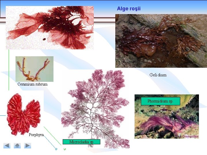 Alge roşii Gelidium Ceramium rubrum Phormidium sp. Porphyra Microcladia sp Alge roşii Gelidium Ceramium rubrum Phormidium sp. Porphyra Microcladia sp