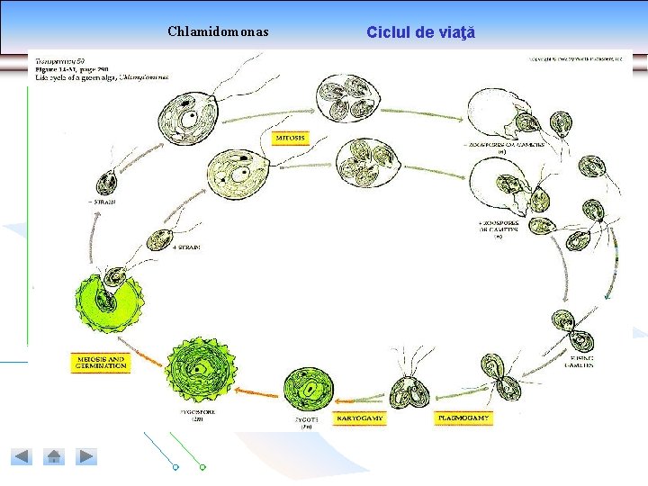 Chlamidomonas Ciclul de viaţă 