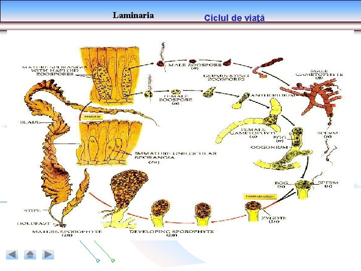 Laminaria Ciclul de viaţă Laminaria Ciclul de viaţă