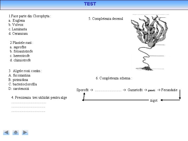 TEST 1. Face parte din Clorophyta : a. Euglena b. Volvox c. Laminaria d. TEST 1. Face parte din Clorophyta : a. Euglena b. Volvox c. Laminaria d.