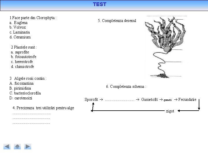 TEST 1. Face parte din Clorophyta : a. Euglena b. Volvox c. Laminaria d.