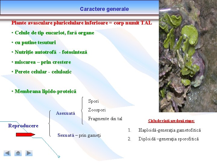 Caractere generale Plante avasculare pluricelulare inferioare = corp numit TAL • Celule de tip