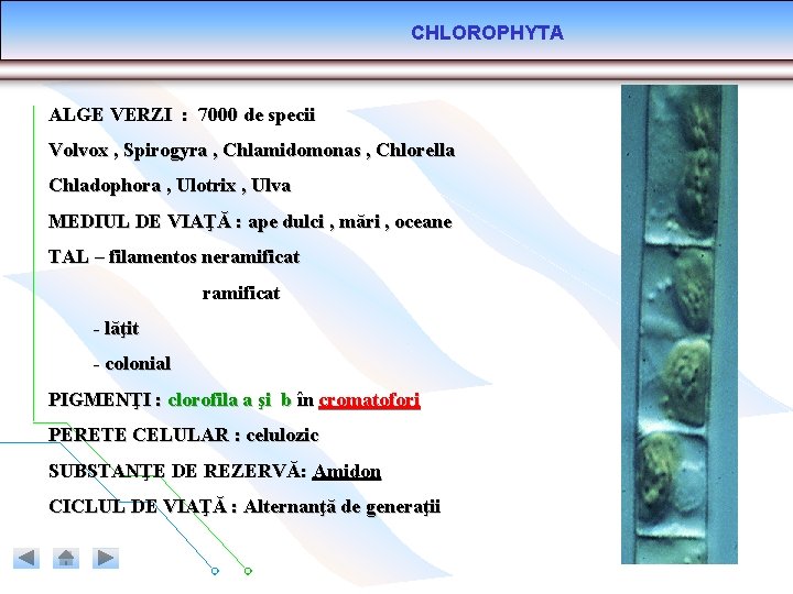 CHLOROPHYTA ALGE VERZI : 7000 de specii Volvox , Spirogyra , Chlamidomonas , Chlorella CHLOROPHYTA ALGE VERZI : 7000 de specii Volvox , Spirogyra , Chlamidomonas , Chlorella