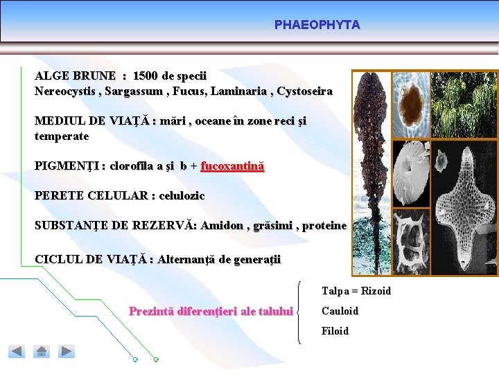 PHAEOPHYTA ALGE BRUNE : 1500 de specii Nereocystis , Sargassum , Fucus, Laminaria ,