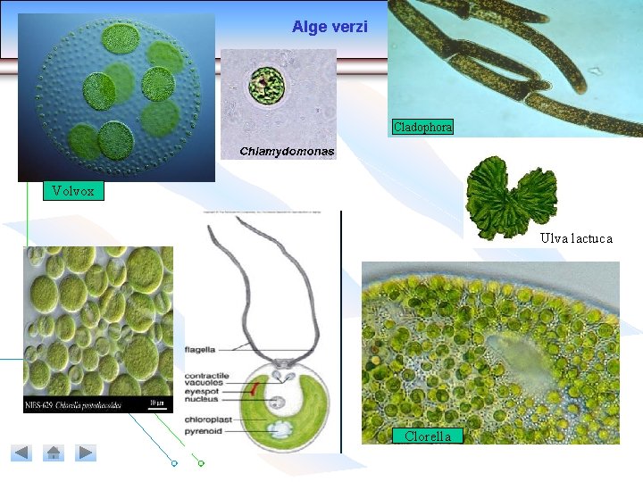 Alge verzi Cladophora Volvox Ulva lactuca Clorella Alge verzi Cladophora Volvox Ulva lactuca Clorella