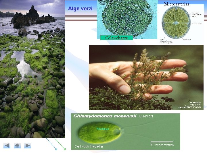 Microasterias Alge verzi Coleochaete 