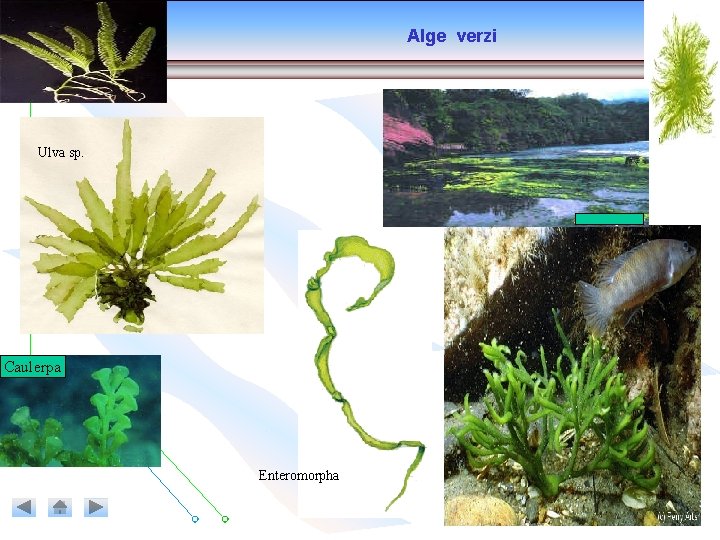 Alge verzi Ulva sp. Caulerpa Enteromorpha Alge verzi Ulva sp. Caulerpa Enteromorpha
