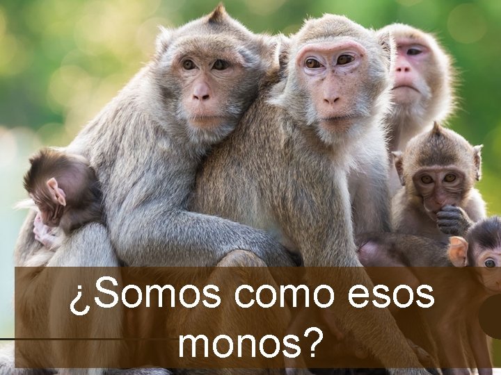 ¿Somos como esos monos? 