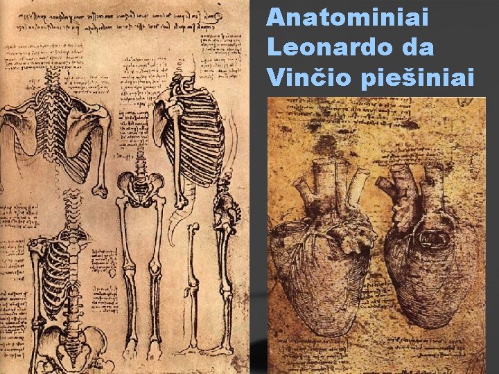 Anatominiai Leonardo da Vinčio piešiniai 