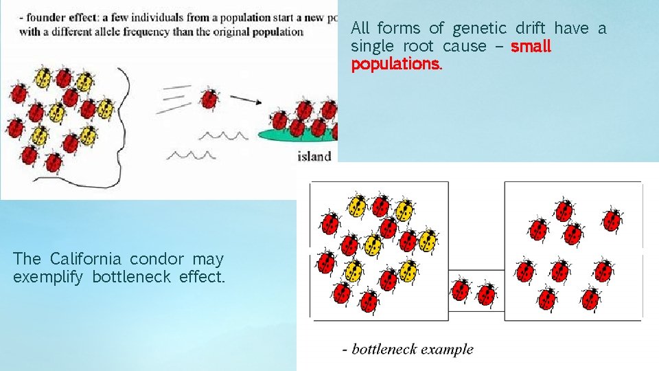 All forms of genetic drift have a single root cause – small populations. The