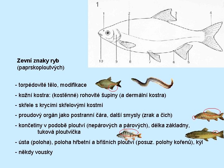 Zevní znaky ryb (paprskoploutvých) - torpédovité tělo, modifikace - kožní kostra: (kostěnné) rohovité šupiny