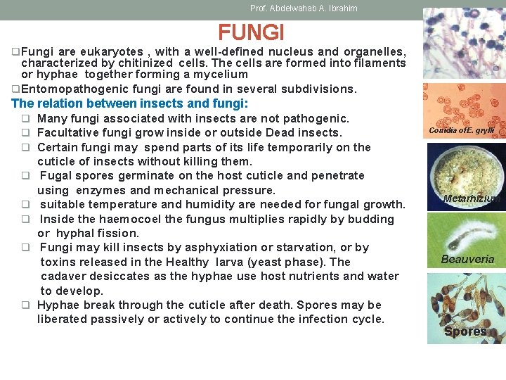 Prof. Abdelwahab A. Ibrahim FUNGI q Fungi are eukaryotes , with a well-defined nucleus