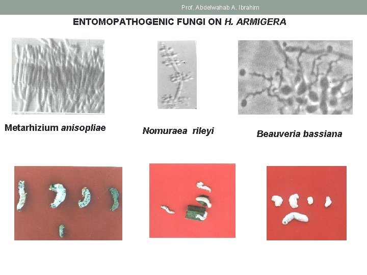 Prof. Abdelwahab A. Ibrahim ENTOMOPATHOGENIC FUNGI ON H. ARMIGERA Metarhizium anisopliae Nomuraea rileyi Beauveria