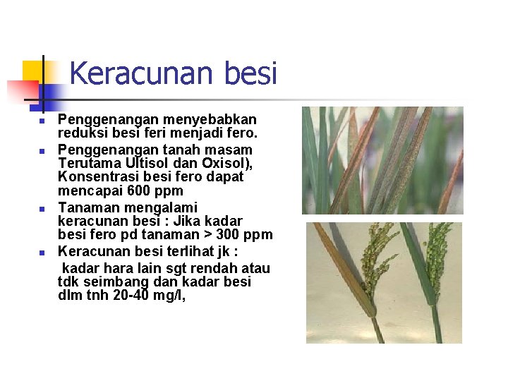 Keracunan besi n n Penggenangan menyebabkan reduksi besi feri menjadi fero. Penggenangan tanah masam