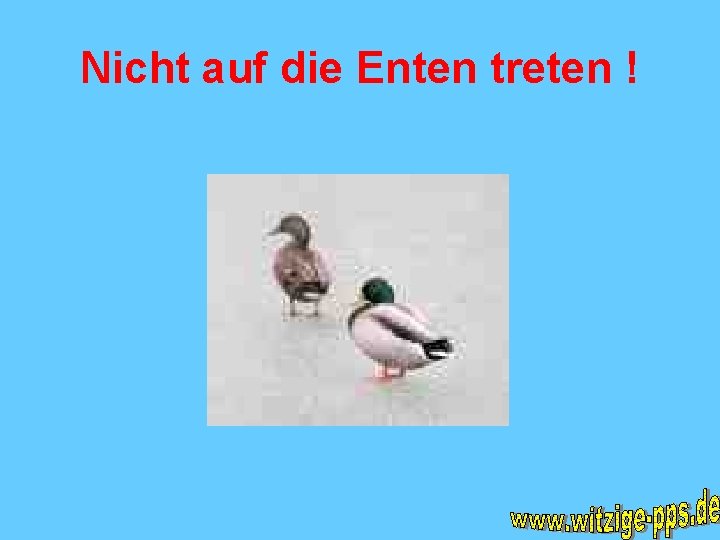 Nicht auf die Enten treten ! 