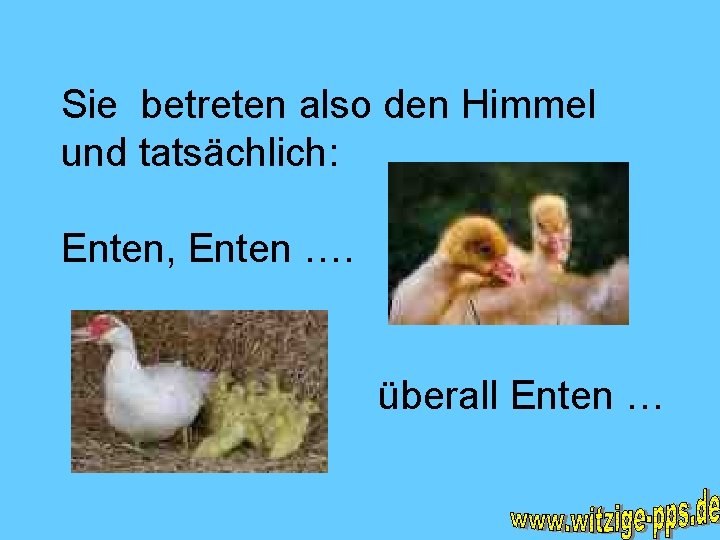 Sie betreten also den Himmel und tatsächlich: Enten, Enten …. überall Enten … 