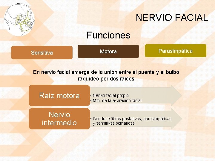 NERVIO FACIAL Funciones Sensitiva Motora Parasimpática En nervio facial emerge de la unión entre