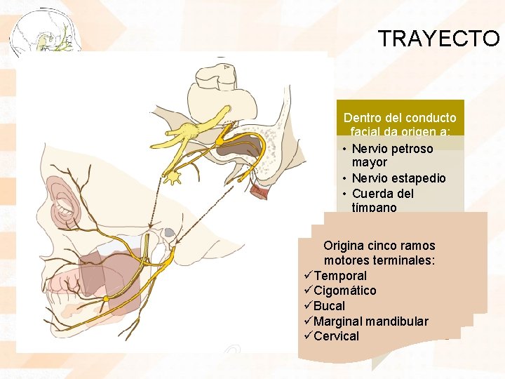 TRAYECTO Atraviesa Rodilla del nervio facial • Fosa craneal posterior • Conducto auditivo interno
