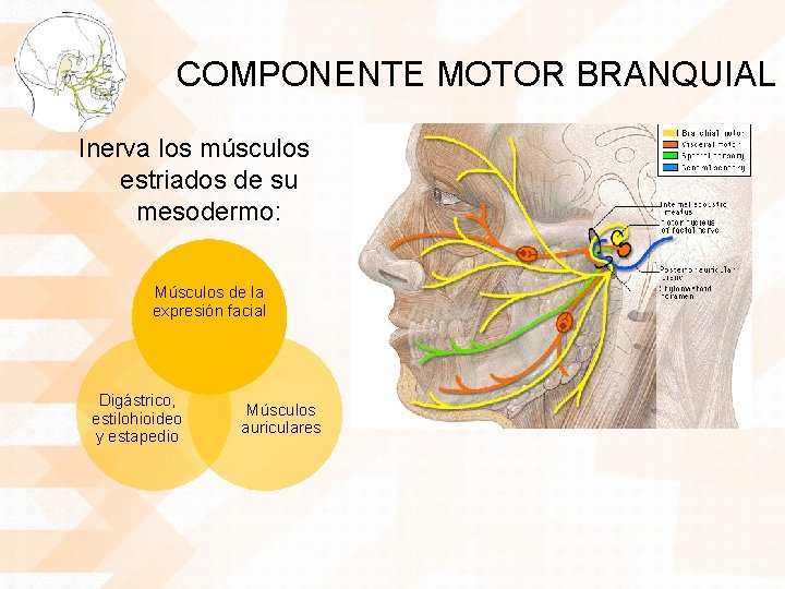 COMPONENTE MOTOR BRANQUIAL Inerva los músculos estriados de su mesodermo: Músculos de la expresión
