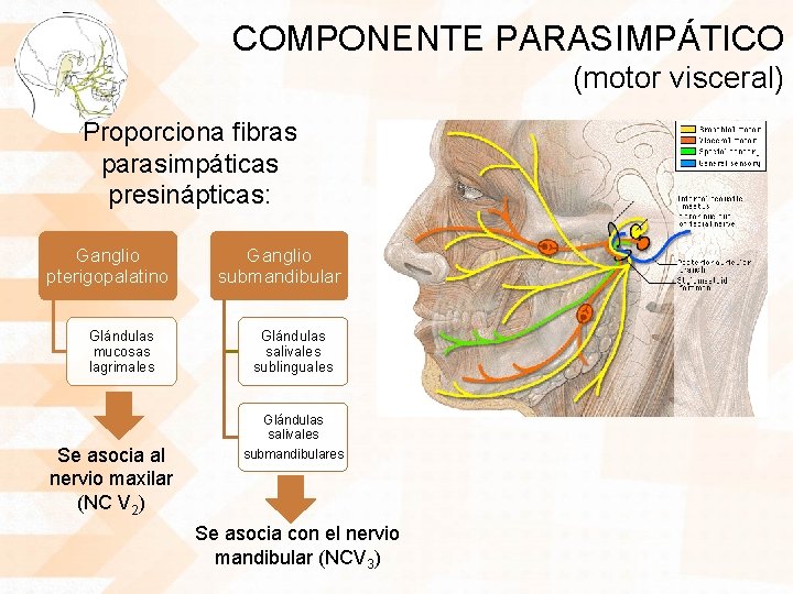COMPONENTE PARASIMPÁTICO (motor visceral) Proporciona fibras parasimpáticas presinápticas: Ganglio pterigopalatino Glándulas mucosas lagrimales Se