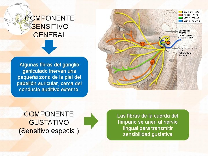 COMPONENTE SENSITIVO GENERAL Algunas fibras del ganglio geniculado inervan una pequeña zona de la