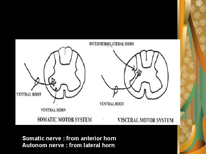 Somatic nerve : from anterior horn Autonom nerve : from lateral horn 