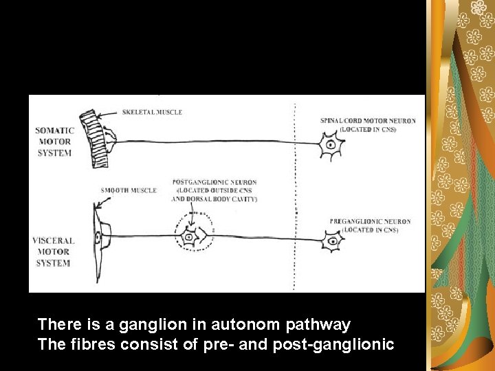 There is a ganglion in autonom pathway The fibres consist of pre- and post-ganglionic