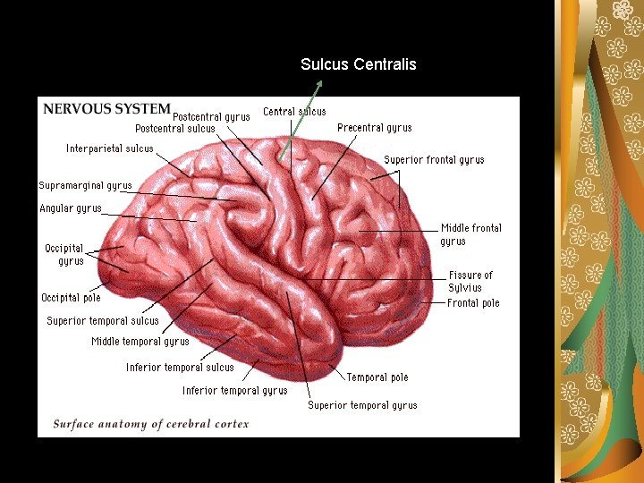 Sulcus Centralis 